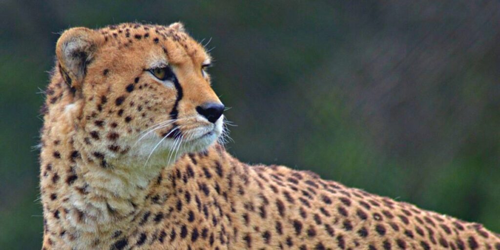 plugin de cache wp fastest cache